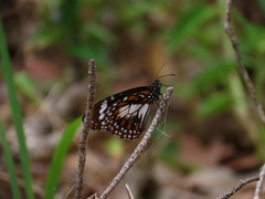 Danaus affinis