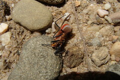 Gminatus