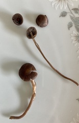Psilocybe subtropicalis