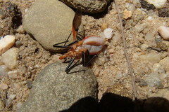 Gminatus