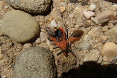 Gminatus