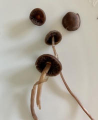 Psilocybe subtropicalis