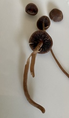 Psilocybe subtropicalis