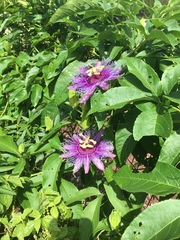 Passiflora