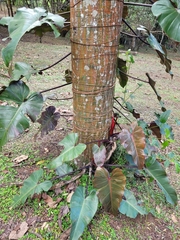 Philodendron erubescens
