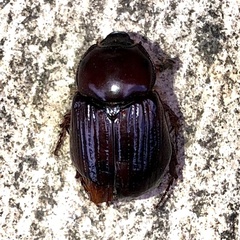 Adoryphorus