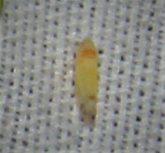 Empoa gillettei