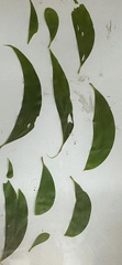 Acacia crassicarpa