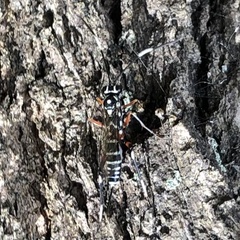 Cryptinae