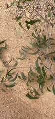 Acacia crassicarpa