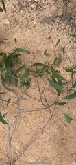Acacia crassicarpa