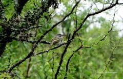 Hemitriccus margaritaceiventer