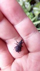 Megalometis spinifer