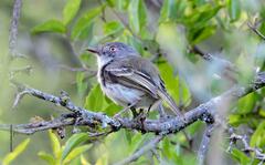 Hemitriccus margaritaceiventer