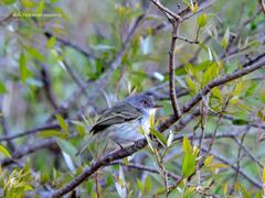 Hemitriccus margaritaceiventer