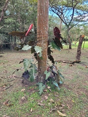 Philodendron erubescens