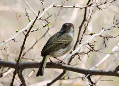 Hemitriccus margaritaceiventer