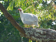 Numida meleagris domesticus