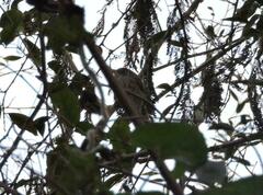 Hemitriccus margaritaceiventer