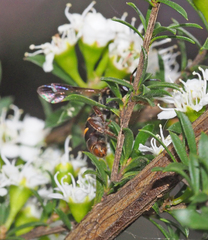 Lasioglossum peraustrale