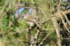 Hemitriccus margaritaceiventer