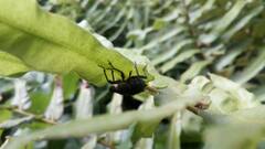 Megalometis spinifer