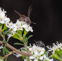 Lasioglossum peraustrale