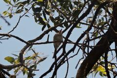 Hemitriccus margaritaceiventer