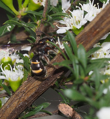 Lasioglossum peraustrale