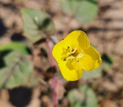 Chylismia