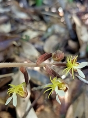 Anoectochilus formosanus