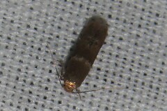 Pigritia
