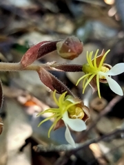 Anoectochilus formosanus