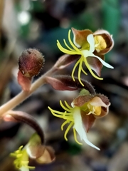 Anoectochilus formosanus