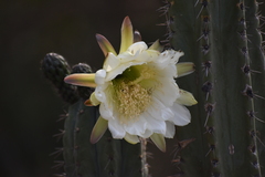Trichocereus macrogonus peruvianus
