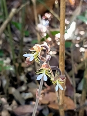 Anoectochilus formosanus