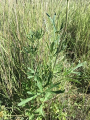 Delphinium scopulorum