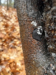 Biscogniauxia mediterranea