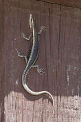 Cryptoblepharus buchananii