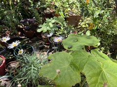 Eupoecila australasiae