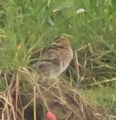Gallinago gallinago