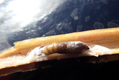 Macrorrhinia endonephele