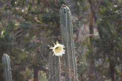 Trichocereus macrogonus peruvianus
