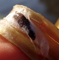 Macrorrhinia endonephele