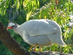 Numida meleagris domesticus