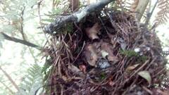 Sephanoides sephaniodes