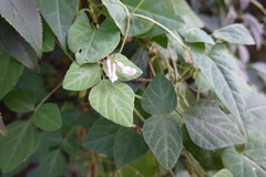 Amphicarpaea edgeworthii