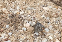 Jamides celeno aelianus