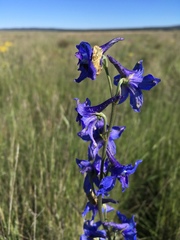 Delphinium scopulorum