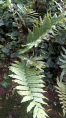 Blechnum chilense